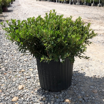 Rhododendron hybrid - 'Gumpo White' Azalea