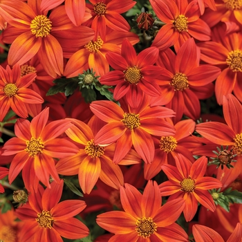 Bidens hybrid - Campfire® Flame