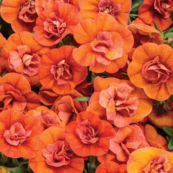 Calibrachoa hybrid - Superbells® Double Orange