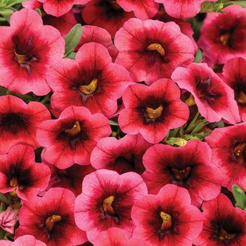 Calibrachoa hybrid - Superbells®Watermelon Punch™