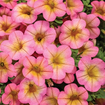 Calibrachoa hybrid - Superbells® Honeyberry™