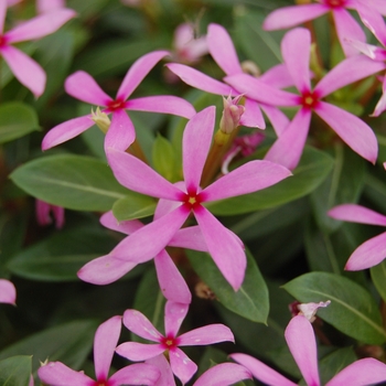 Catharanthus hybrid - Soiree kawaii® Light Purple