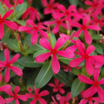 Catharanthus hybrid - Soiree kawaii® Red Shades