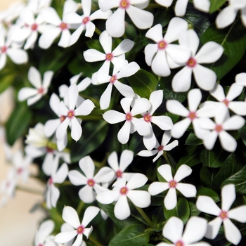 Catharanthus hybrid - Soiree kawaii® White Peppermint