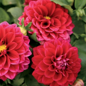 Dahlia hybrid - Dalina® Midi Mariana