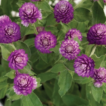 Gomphrena hybrid - Lil' Forest™ Plum