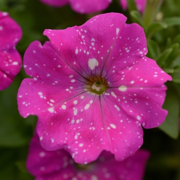 Petunia x hybrida - Headliner™ Pink Sky 