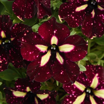 Petunia x hybrida - Headliner™ Starry Sky Burgundy