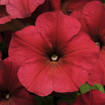 Petunia hybrida - Easy Wave® Berry Velour