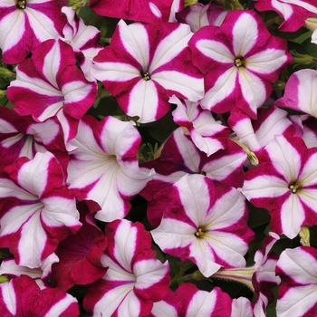 Petunia hybrida - Easy Wave® Burgundy Star