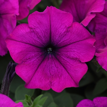 Petunia hybrida - Easy Wave® Violet