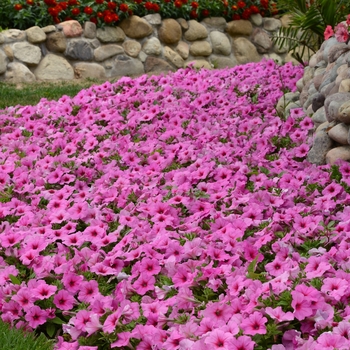 Petunia hybrida - Easy Wave® Pink Passion
