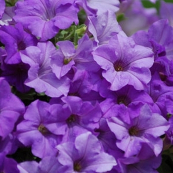 Petunia hybrida - Surfinia® Heavenly Blue