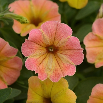 Petunia hybrid - Cascadias™ Indian Summer