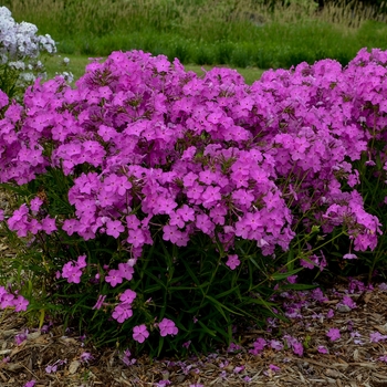 Phlox hybrid - 'Opening Act Ultrapink'