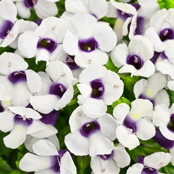 Torenia hybrid - Catalina® Grape-O-Licious™
