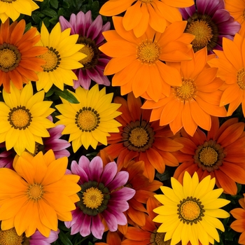 Gazania rigens - New Day® Bright Mix