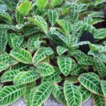 Calathea zebrina - Calathea Zebrina