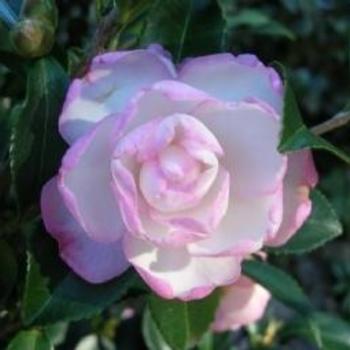 Camellia sasanqua 'Leslie Anne' - 'Leslie Ann' Camellia Sasanqua
