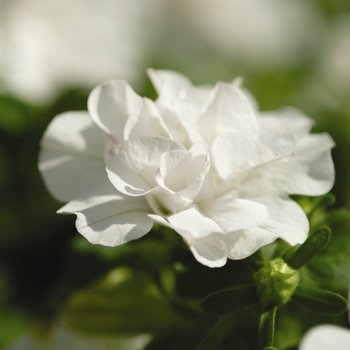 Petunia x hybrida - Wave® White