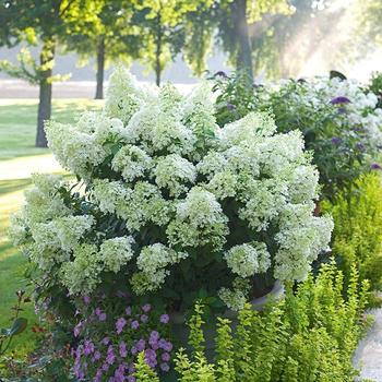 Hydrangea paniculata - Bobo®