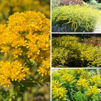 Solidago - Multiple Varieties