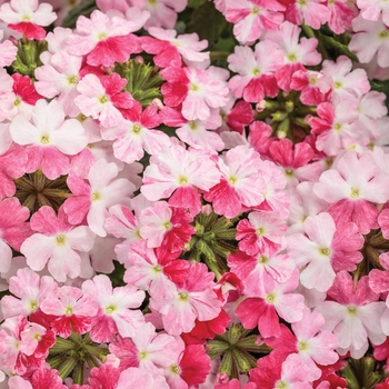 Verbena hybrid - Superbena Sparkling® Rose