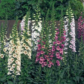 Lupinus polyphyllus - 'Camelot Mix'