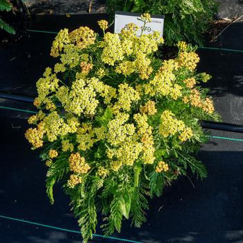 Achillea millefolium - Milly Rockô Yellow