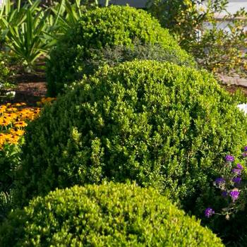 Buxus microphylla var japonica - Baby Gem™ Boxwood