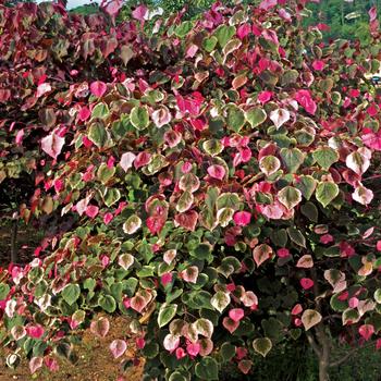 Cercis canadensis - Carolina Sweetheart™