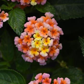 Lantana camara - Lucky™ Peach