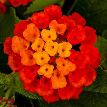 Lantana camara - Hot Blooded™ Red