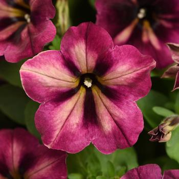 Petunia x hybrida - 'Jelly Roll'