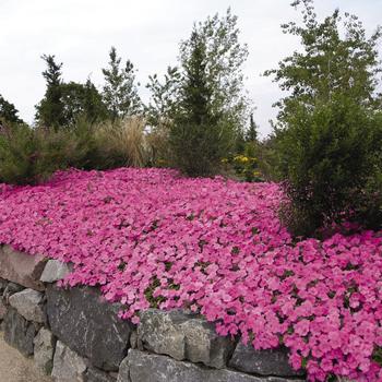 Petunia hybrida 'Pink Wave' - Petunia