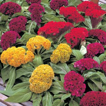 Celosia cristata - Armor™ Series Cockscomb