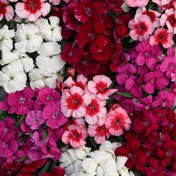 Dianthus chinensis - Corona™ Mix