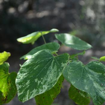 Cercis canadensis 'Alley Cat' - Alley Cat Redbud