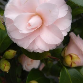 Camellia Japonica 'Goggy' - Camellia Japonica Goggy