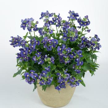 Nemesia fruticans - Nesia™ Dark Blue