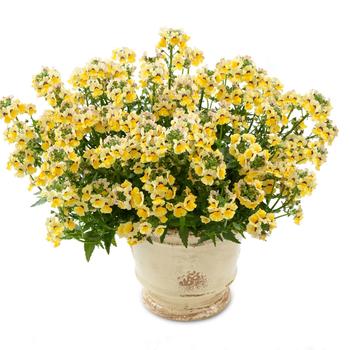 Nemesia fruticans - Nesia™ Sunshine