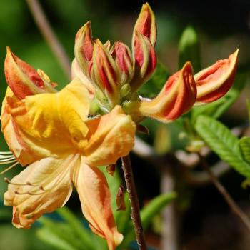 Rhododendron 'High Fashion' - Fashion Azalea