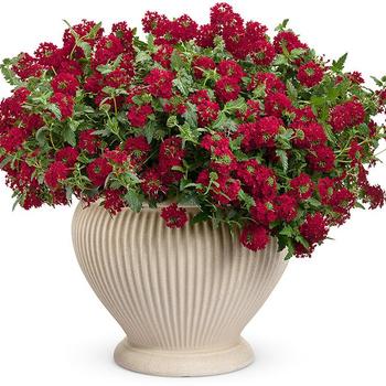 Verbena hybrid - Superbena Royale® Red