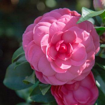 Camella japonica - Early Wonder® Camellia