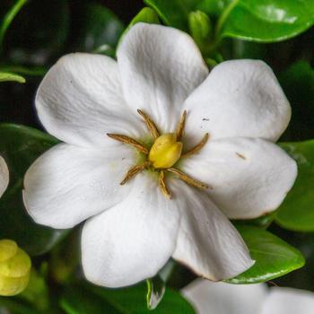 Gardenia x - Diamond Spire® Gardenia