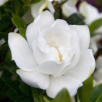 Gardenia jasminoides - Jubilation™