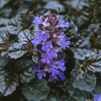 Ajuga reptans 'Black Scallop' - Bugleweed