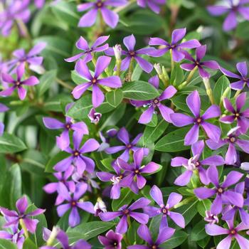 Catharanthus hybrid - Soiree kawaii® Blueberry Kiss