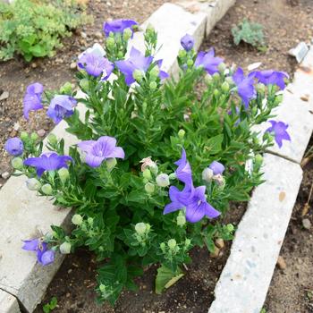 Platycodon grandiflorus - Balloon Flower