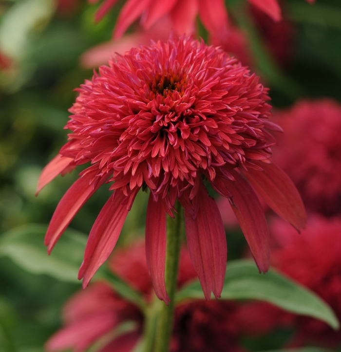 Double Scoop&trade; Coneflower - Echinacea purpurea 'Cranberry' from Kings Garden Center